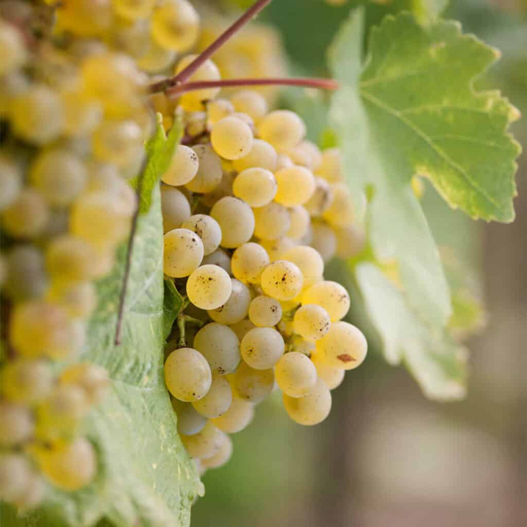 dieNikolai - Bio-Traubenkosmetik aus der Wachau