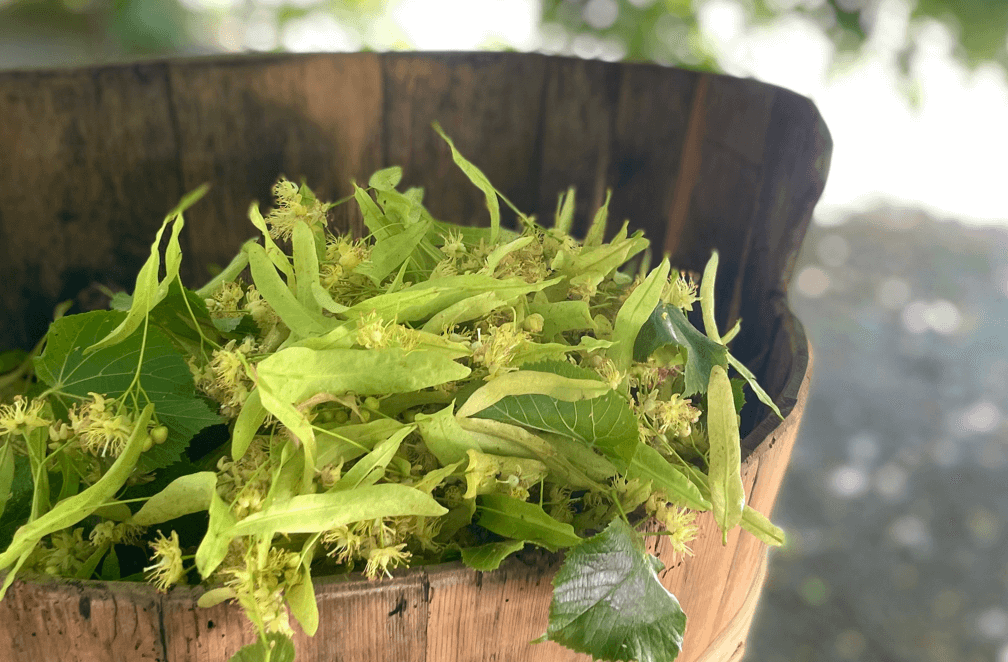 dieNikolai Lindenblüten